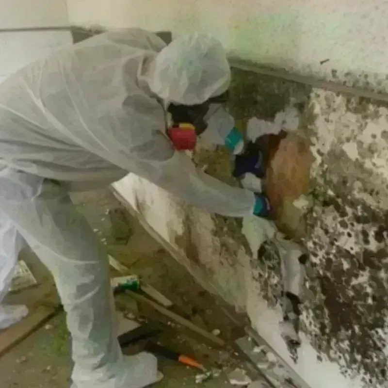 Mold Remediation and Removal in Sabana Eneas, PR